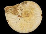 Perisphinctes Ammonite - Jurassic #100234-1